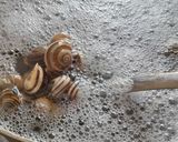 صورة لخطوة 1 من وصفة الببوش (الحلزون)