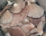 Foto del paso 3 de la receta: Gírgolas en conserva (Hongos, setas) 🍄