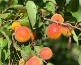 Une image de l'étape 7 de 🥮Tatin abricots 🍑saveurs 🏺orientales🎻🧺.