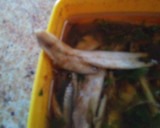 Foto del paso 2 de la receta: Boquerones en vinagre