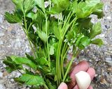 Foto del paso 2 de la receta: 🥔🧄🌱 Puré de papas a la provenzal 🌱🧄🥔