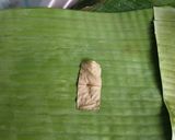 Foto langkah ke 6 dari resep Pepes Tahu Jamur Kuping.
