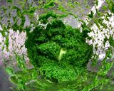 Foto langkah ke 3 dari resep (2.28) Pandan Extract (Sari Pandan).