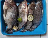 Foto langkah ke 1 dari resep Ikan Nila Bakar Kecap Teflon.