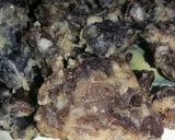 Foto langkah ke 4 dari resep Jamur kuping krispy.