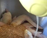 A picture of step 2 of Specify fired chicken wings iftar special.