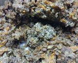 Foto del paso 6 de la receta: Hamburguesa de lenteja!