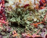 Foto del paso 3 de la receta: Hamburguesas de remolacha y zanahoria