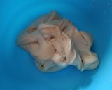 Foto langkah ke 3 dari resep Dough.