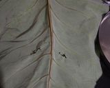 A picture of step 1 of Arum  leaves  Discs (colocasia leaves pinwheels).