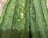 A picture of step 1 of Ridge gourd fry/Tori ki sabzi.