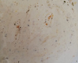 Foto del paso 1 de la receta: Pollo a la mostaza de Dijon