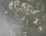 Foto del paso 8 de la receta: Guiso de alcachofas con salsa de tinta de sepia