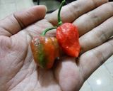 Foto langkah ke 5 dari resep Sayap Hitam Sadis (cabai meksiko).