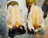 Foto langkah ke 1 dari resep Grill lobster tail.