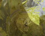 लौकी कोफ्ता करी (lauki kofta curry recipe in marathi) रेसिपी स्टेप 5 फोटो 