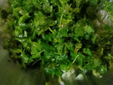 કોથમીર અને દૂધી ના થેપલા(Kothmir Dudhi Thepla In Gujarati)
