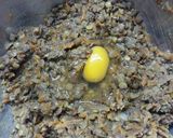 Foto del paso 7 de la receta: Hamburguesa de lenteja!