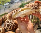 Hình bước làm 4 của món Mushroom Bun 🍄 bánh mì ngọt hình nấm 🍄