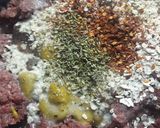 Foto del paso 4 de la receta: Pancitos de carne.🍽❣👩‍🍳