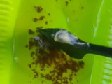 Ikan Kerapu Bakar