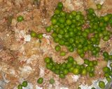 બર્ગર (Burger Recipe In Gujarati) રેસીપી સ્ટેપ3ફોટો