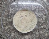 Foto del paso 1 de la receta: Facturas sin gluten (bizcochos)