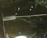 Foto langkah ke 1 dari resep Ikan Bumbu Kecap.
