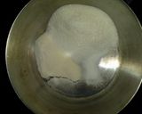 Foto langkah ke 2 dari resep Puding Susu Pepaya.