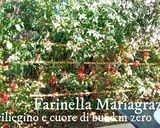 Foto del passaggio 1 della ricetta Salsa di ciliegino e cuore di bue a km zero fatta in casa 🏡👩🍳❤️