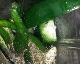 Foto del paso 3 de la receta: Aguachile