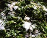 हरा साग (Hara saag recipe in hindi) रेसिपी चरण 3 फोटो