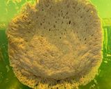 A picture of step 3 of No- knead bread.