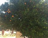 Foto del paso 1 de la receta: Budín de naranjas en licuadora