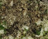 Foto del paso 2 de la receta: Relleno de soja texturizada