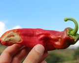 Foto del paso 2 de la receta: Gazpacho Regenerativo de Albahaca