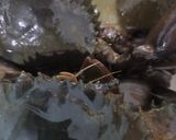 Foto langkah ke 2 dari resep Kare Kepiting.