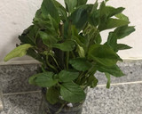 Foto del paso 1 de la receta: Con frío, hambre y a dieta?Té de yerbabuena y un bisquet