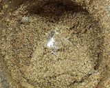 A picture of step 4 of Panjiri - Janmashtami Divine Prasad.