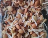 Foto del paso 5 de la receta: Brotes de lentejas al limón 🌱🍋 Germinado de lentejas alimonadas 🌱 🍋