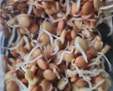 Foto del paso 5 de la receta: Brotes de lentejas al limón 🌱🍋 Germinado de lentejas alimonadas 🌱 🍋