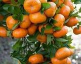 صورة لخطوة 2 من وصفة مربي الماندارين