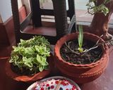 A picture of step 11 of #cook pad India#Velvet Sponge Beetroot Ragi Red cake#.