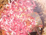 Sambel Bunga Kecombrang