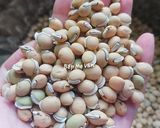 Hình bước làm 1 của món Chè đậu ván nước