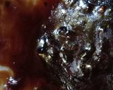 Foto langkah ke 6 dari resep Takoyaki.