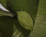 Foto langkah ke 4 dari resep Botok Ikan Teri.