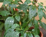 Une image de l'étape 1 de Poudre de piment oiseau 🌶.