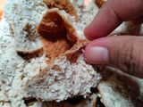 Tahu Walik Simple dan Sederhana