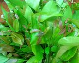 รูปขั้นตอนการทำที่ 1 ของ ใบเหลียงผัดไข่